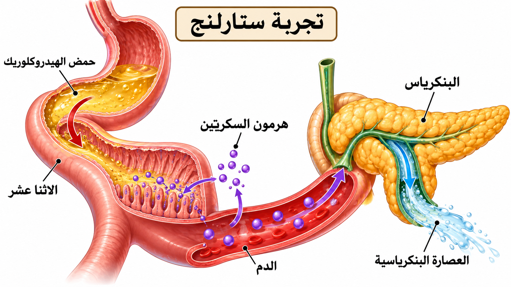 تجربة ستارلنج