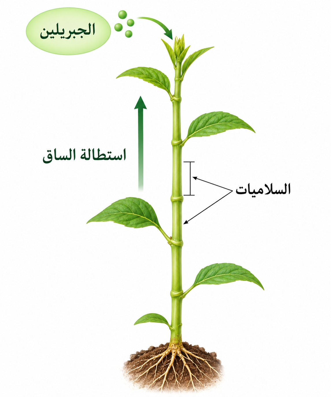 الجبريلين واستطالة الساق