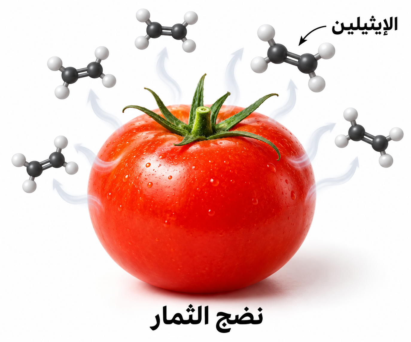 الإيثيلين ونضج الثمار