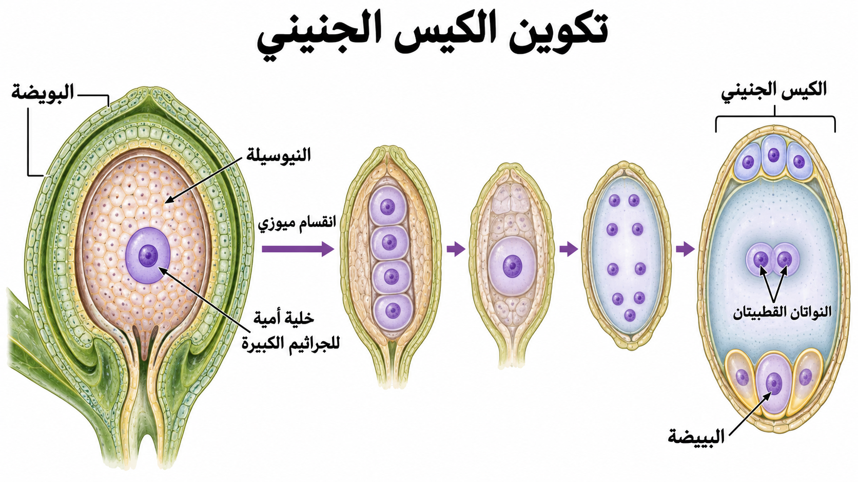 تكوين الكيس الجنيني