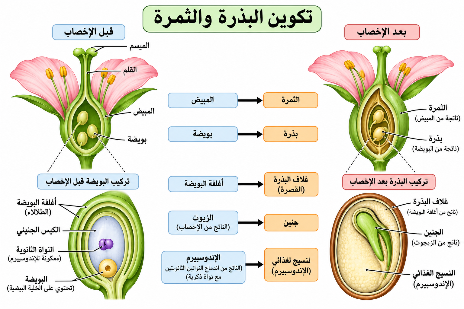 تكوين البذرة والثمرة