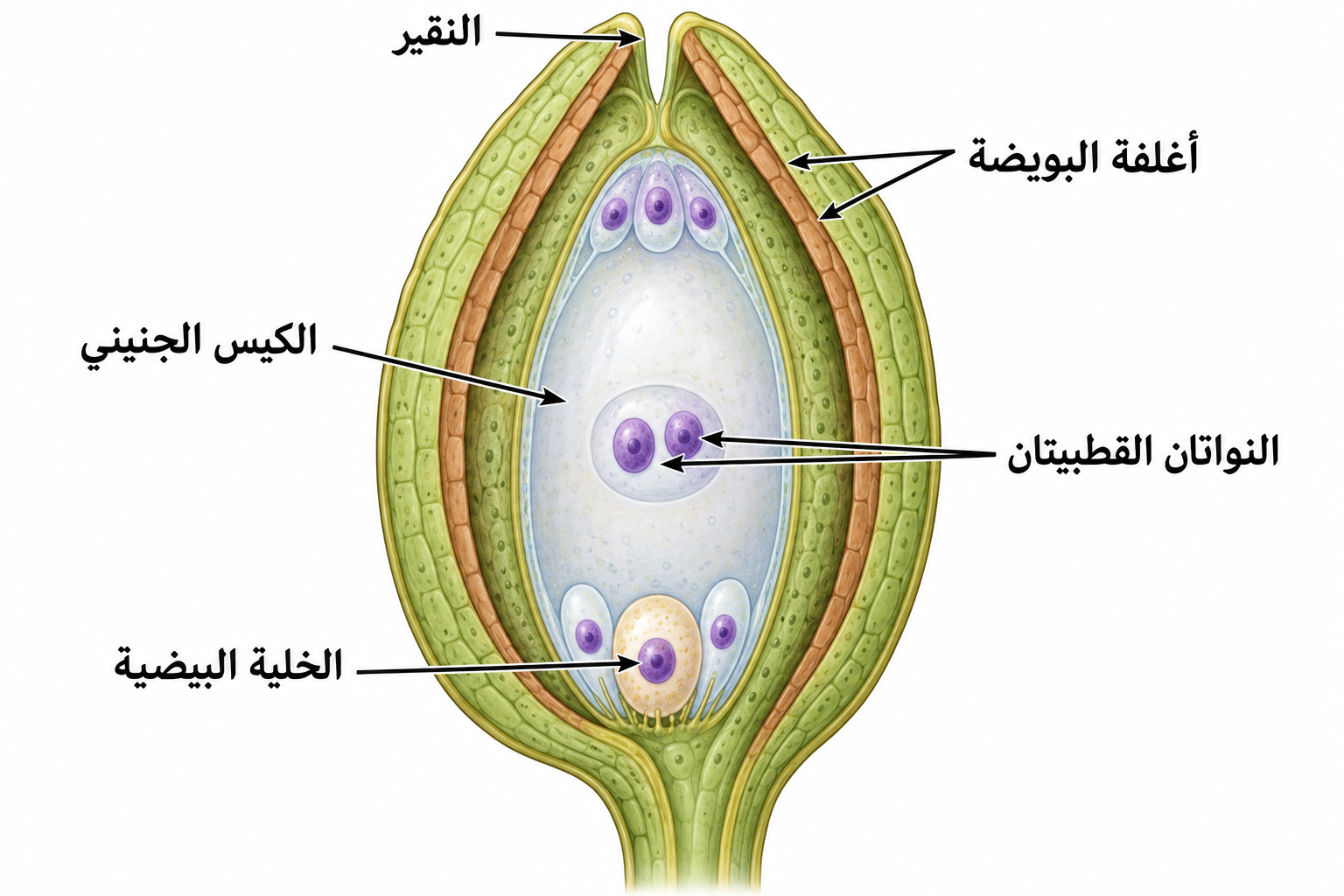 البويضة والكيس الجنيني