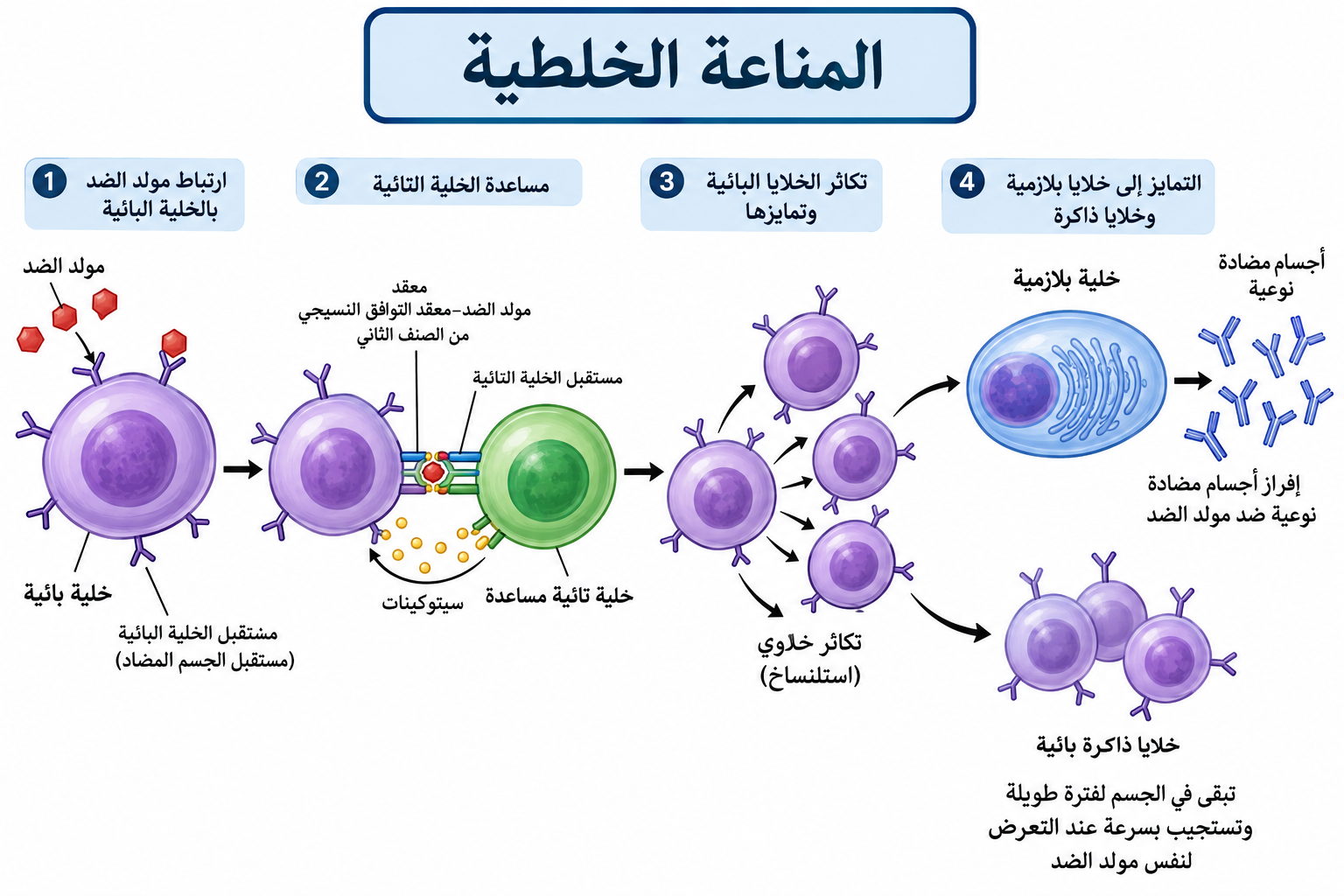المناعة الخلطية