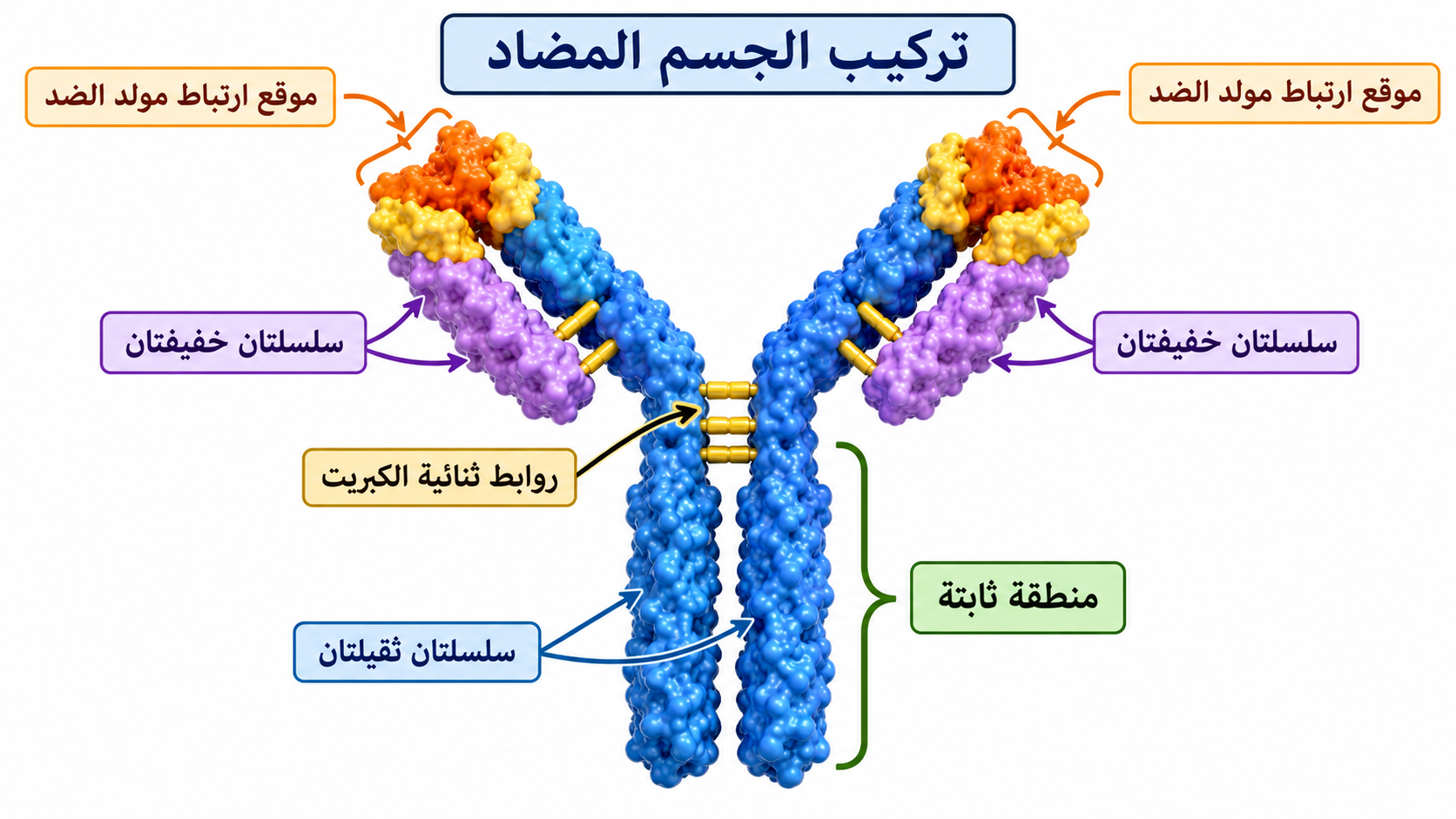 تركيب الجسم المضاد