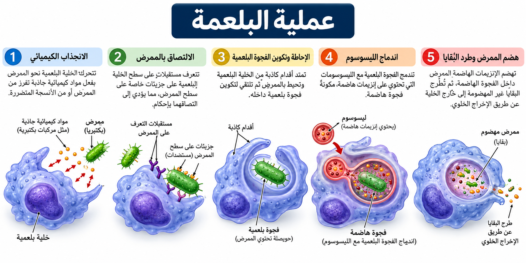 المناعة الخلوية