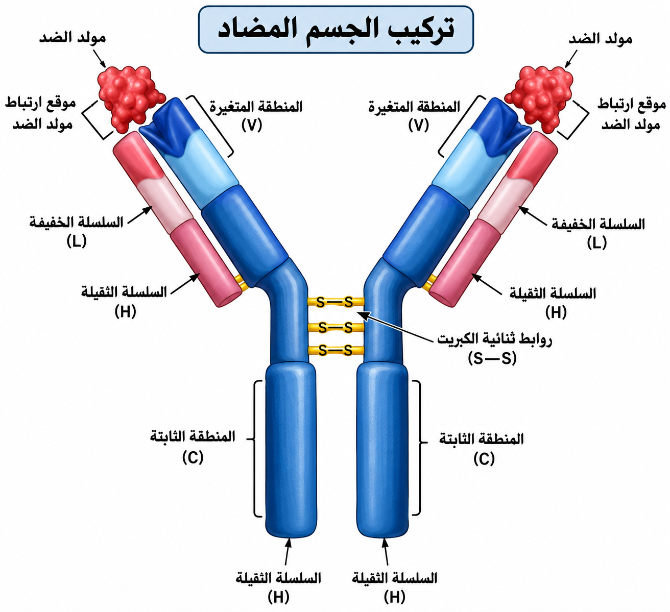تركيب الجسم المضاد