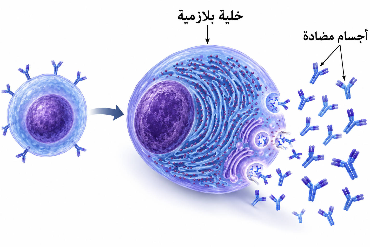 الخلية البلازمية