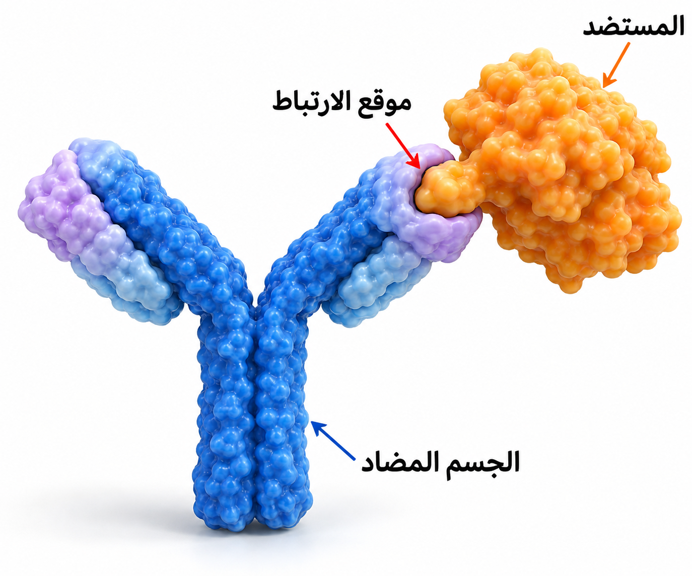 ارتباط الجسم المضاد بالمستضد