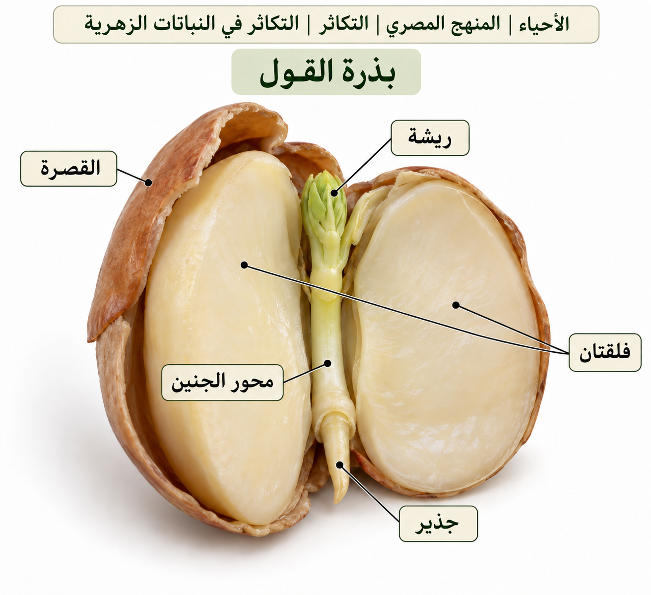 بذرة الفول — تكوين البذرة