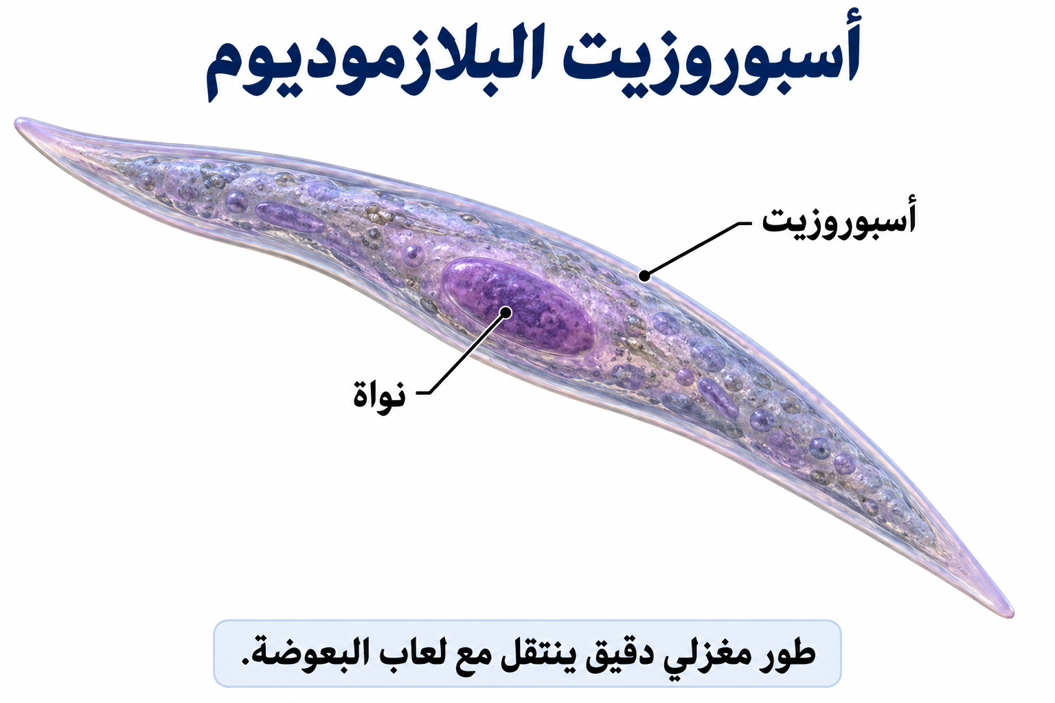 أسبوروزيت البلازموديوم — رابع عشر: دورة حياة بلازموديوم الملاريا