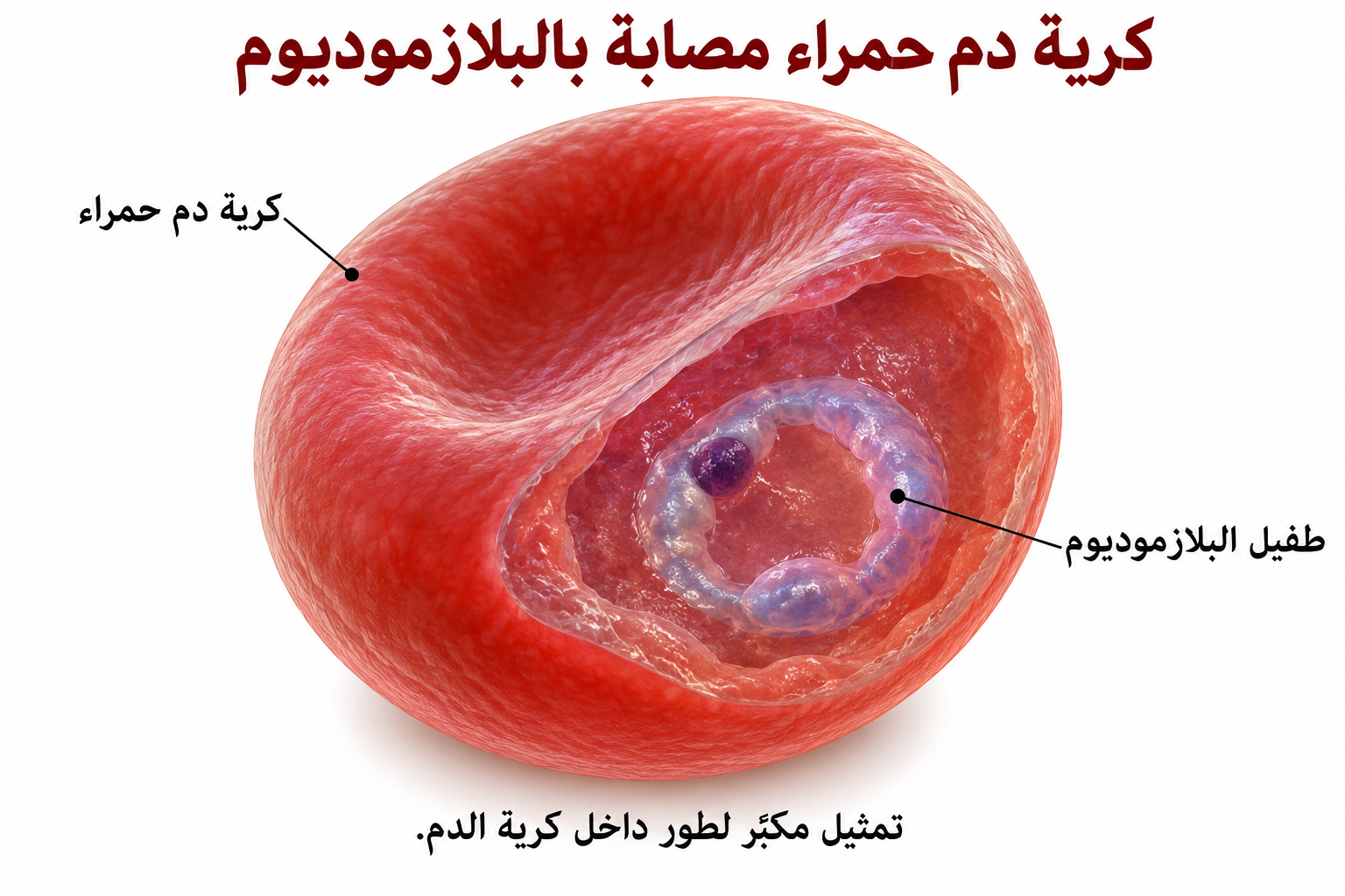 كرية دم حمراء مصابة بالبلازموديوم — رابع عشر: دورة حياة بلازموديوم الملاريا
