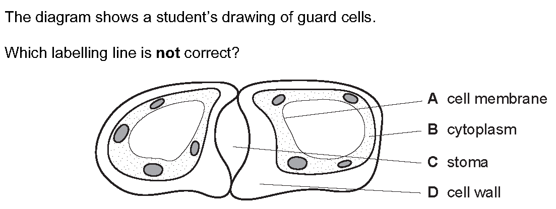 Question 5 - Dr Khaled Dabour Academy
