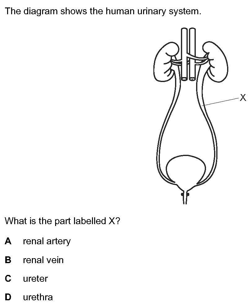 Question 23 - Dr Khaled Dabour Academy
