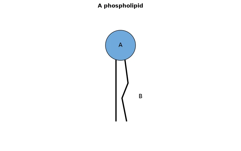 Dr Dabour Hub Academy - figure 1