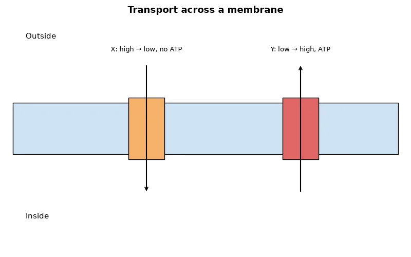 Dr Dabour Hub Academy - figure 1