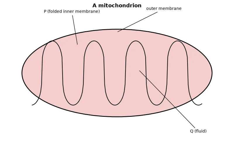 Dr Dabour Hub Academy - figure 1