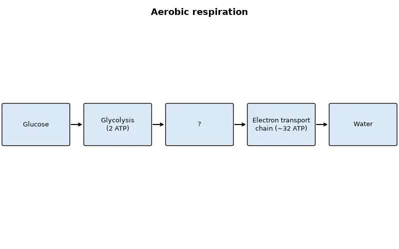 Dr Dabour Hub Academy - figure 2