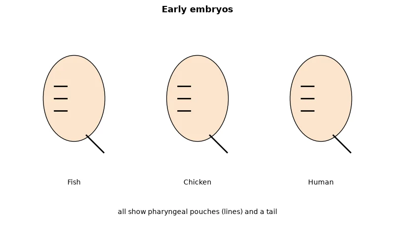 Dr Dabour Hub Academy - figure 2