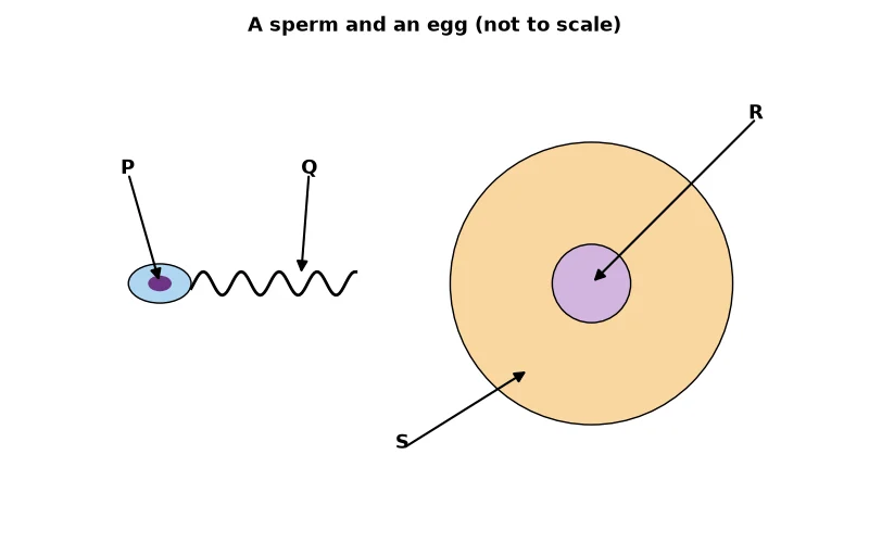 Dr Dabour Hub Academy - figure 4