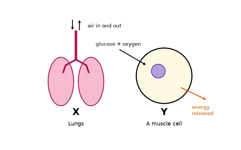 Dr Dabour Hub Science Diagram and Course Material