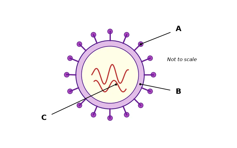 Dr Dabour Hub Science Diagram and Course Material
