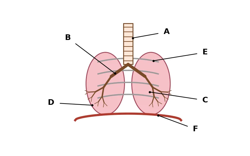 Dr Dabour Hub Science Diagram and Course Material