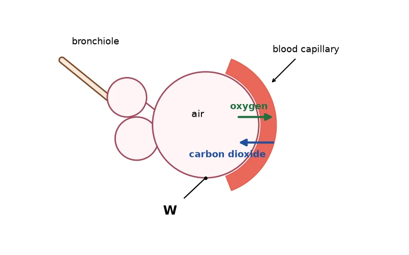 Dr Dabour Hub Science Diagram and Course Material