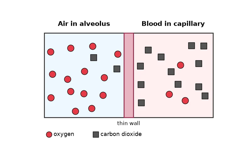 Dr Dabour Hub Science Diagram and Course Material