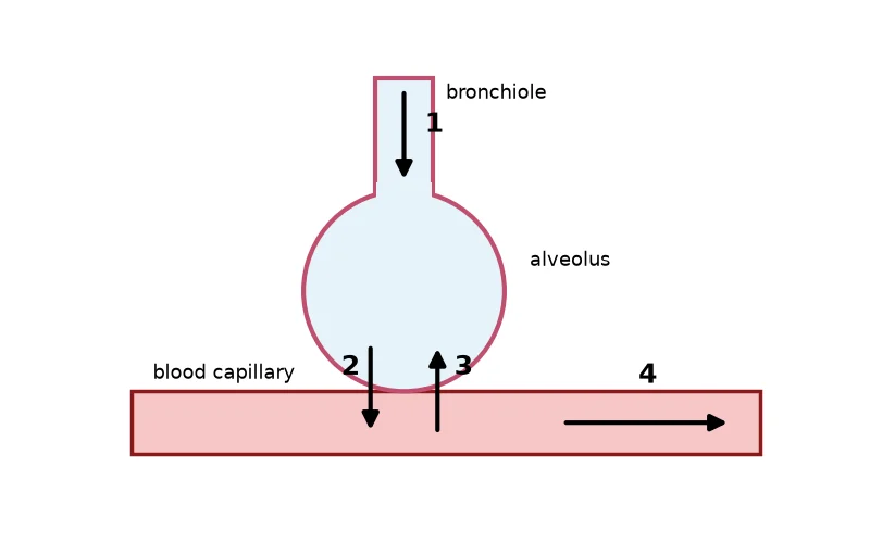 Dr Dabour Hub Science Diagram and Course Material