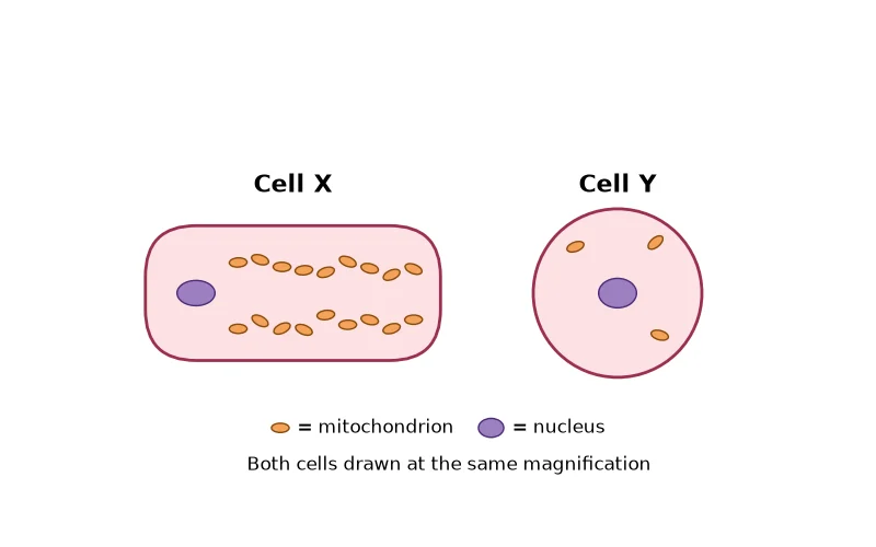 Dr Dabour Hub Science Diagram and Course Material