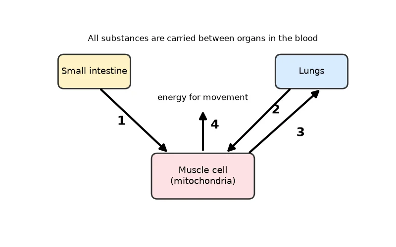 Dr Dabour Hub Science Diagram and Course Material