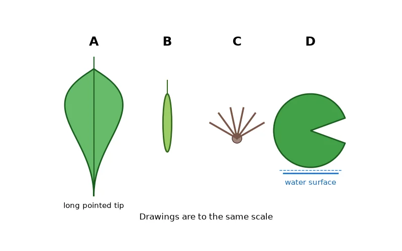 Dr Dabour Hub Science Diagram and Course Material