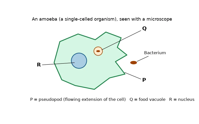 Dr Dabour Hub Science Diagram and Course Material