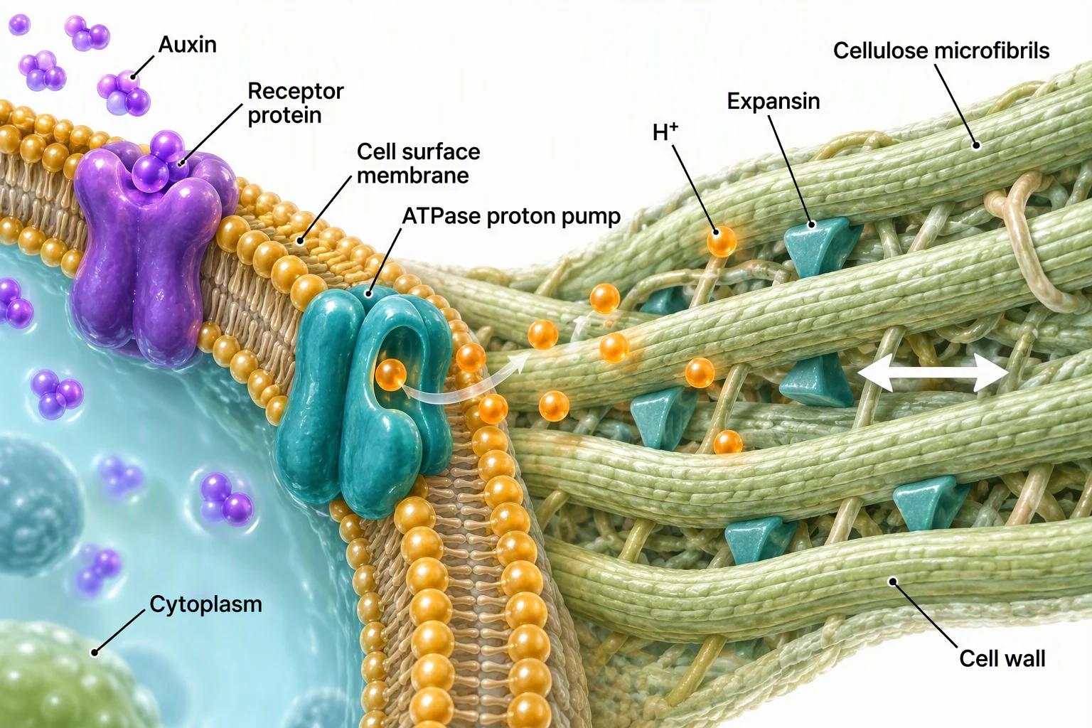 Auxin binding to a receptor protein activating proton pumps that loosen the cell wall so a plant cell can elongate