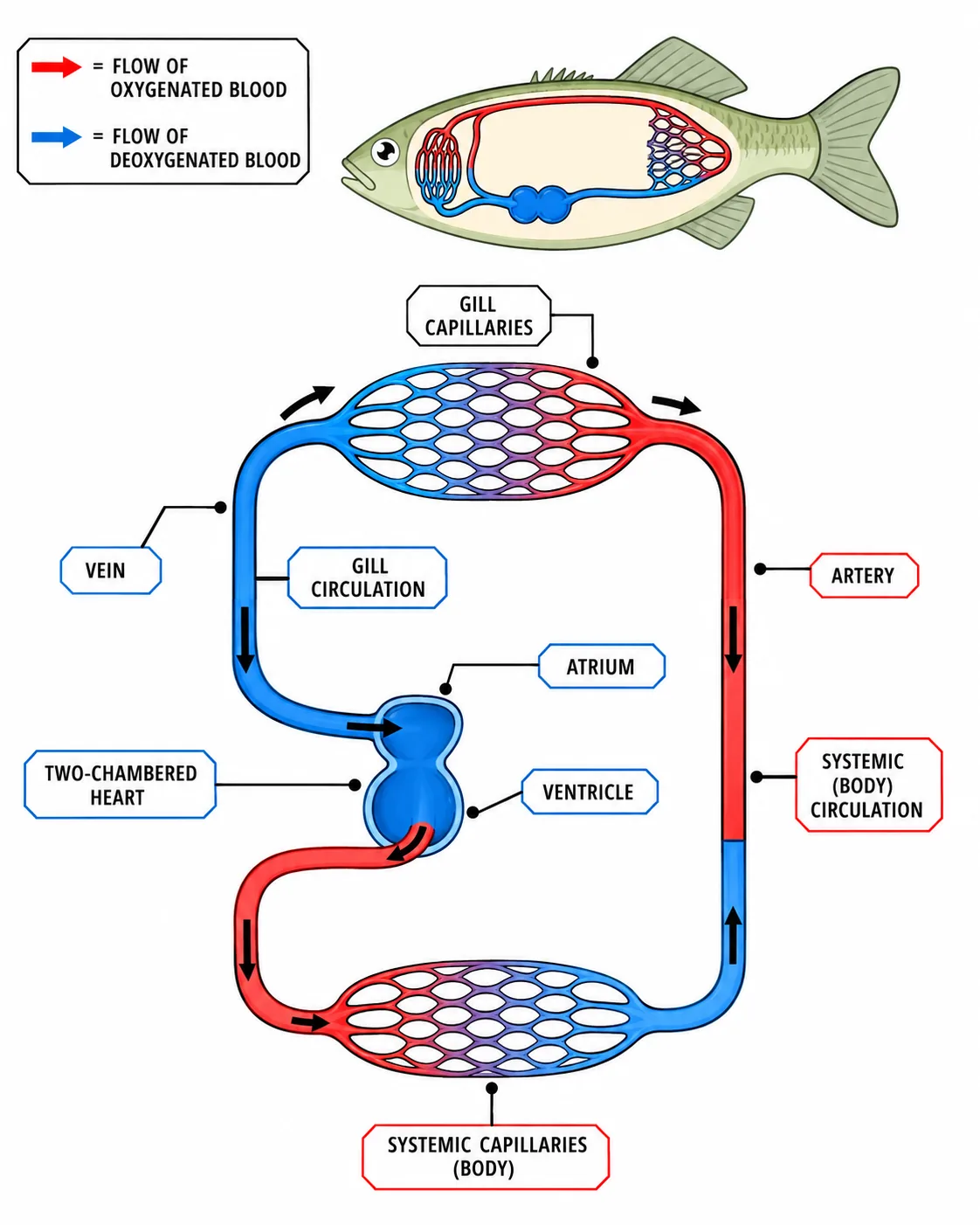 Single circulation in a fish