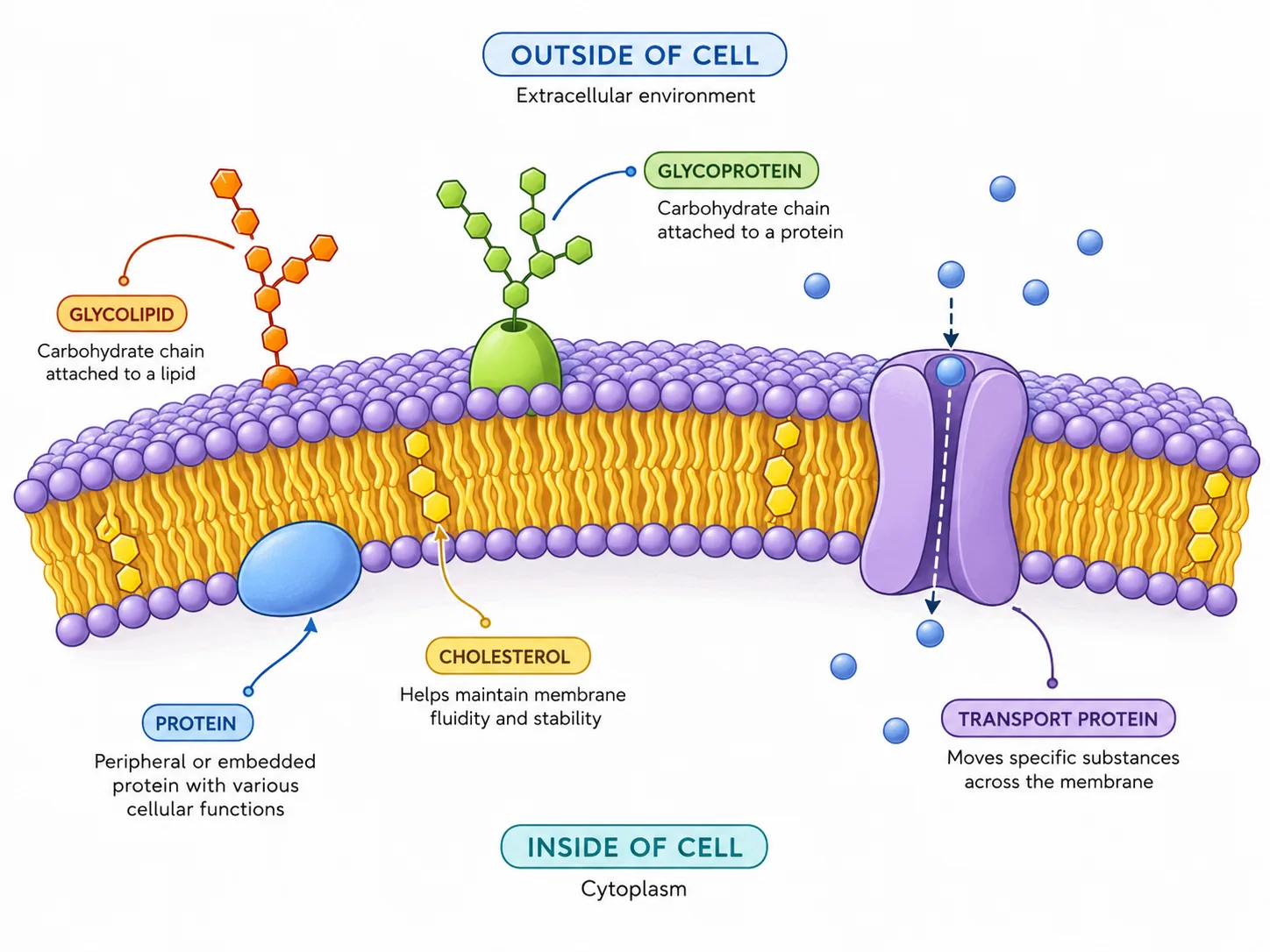 plasma membrane