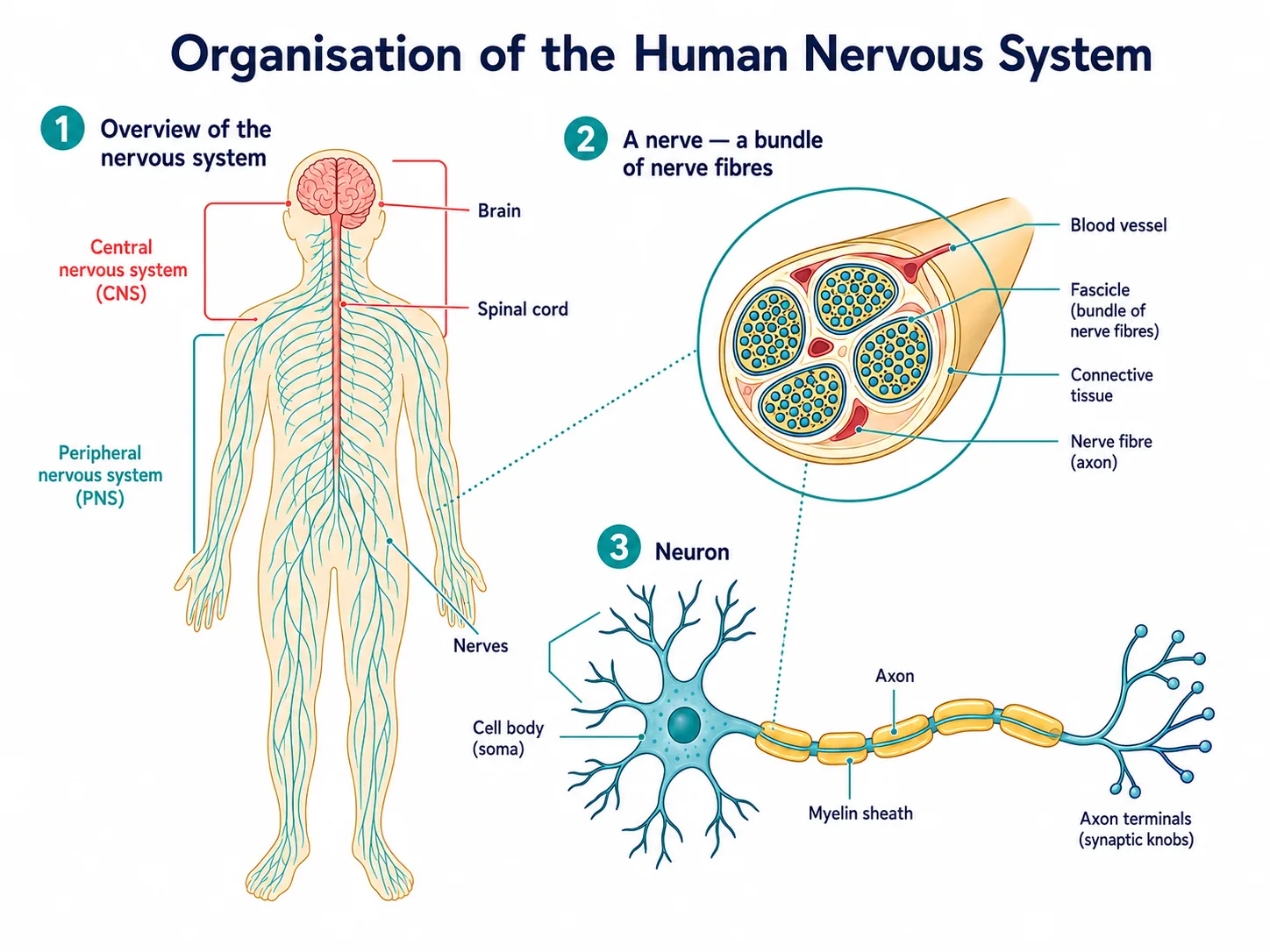 Organisation of the human nervous system from body to neuron