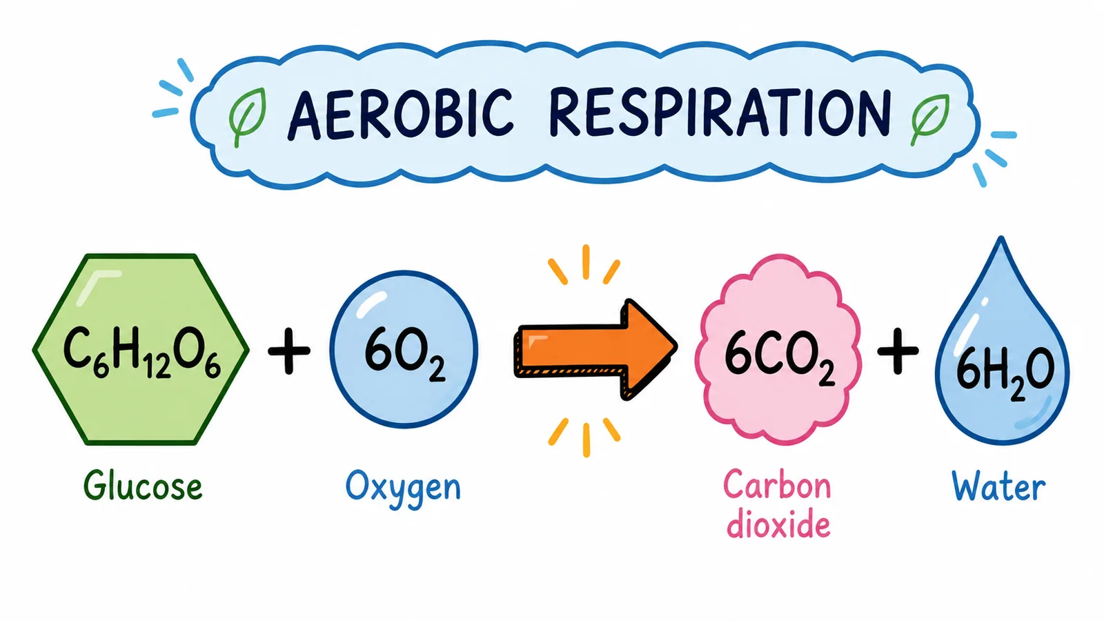 Balanced chemical equation for aerobic respiration