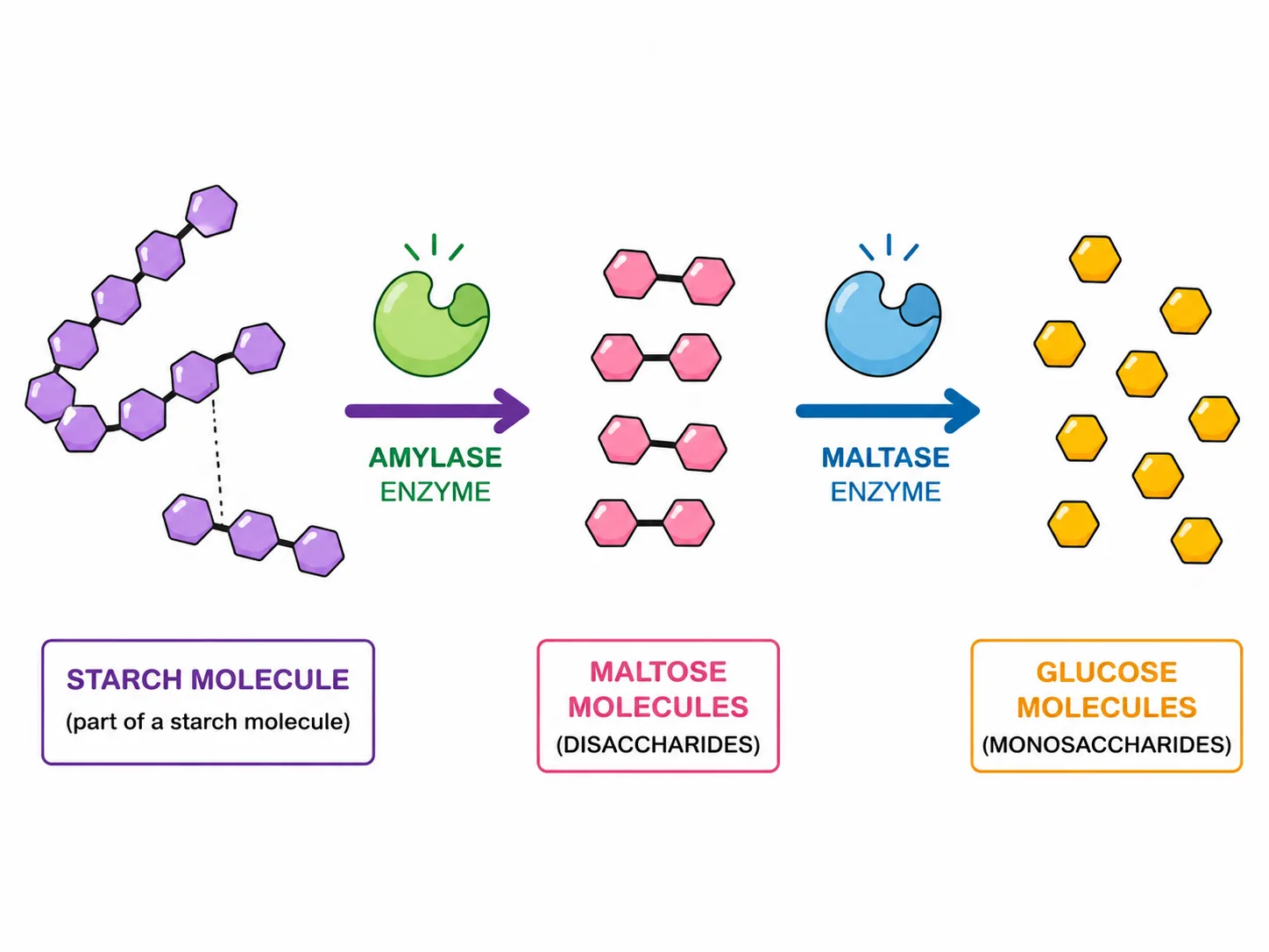 Amylase and maltase: starch to maltose to glucose
