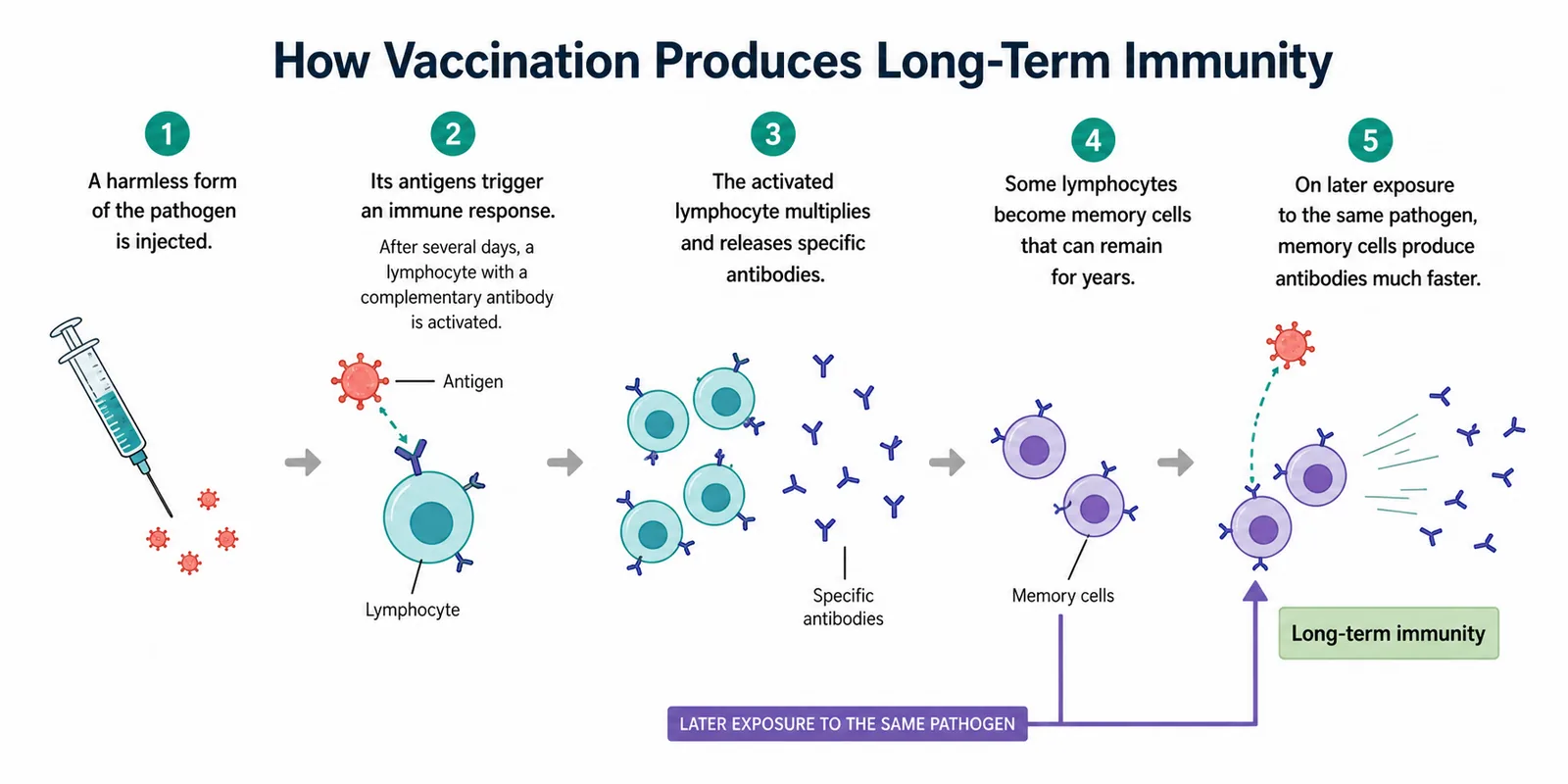 Vaccination produces long-term immunity (memory cells)