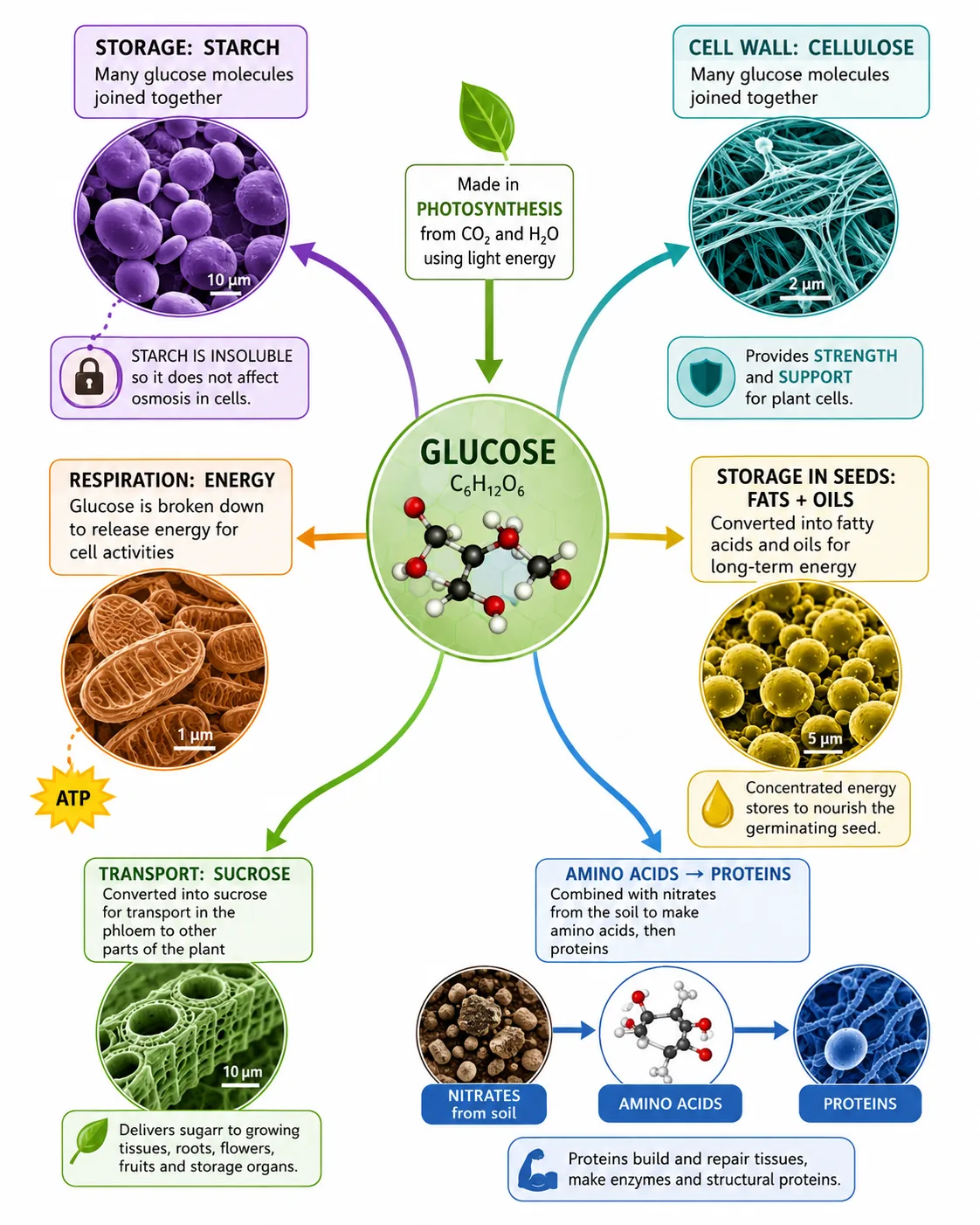 Uses of glucose in plants