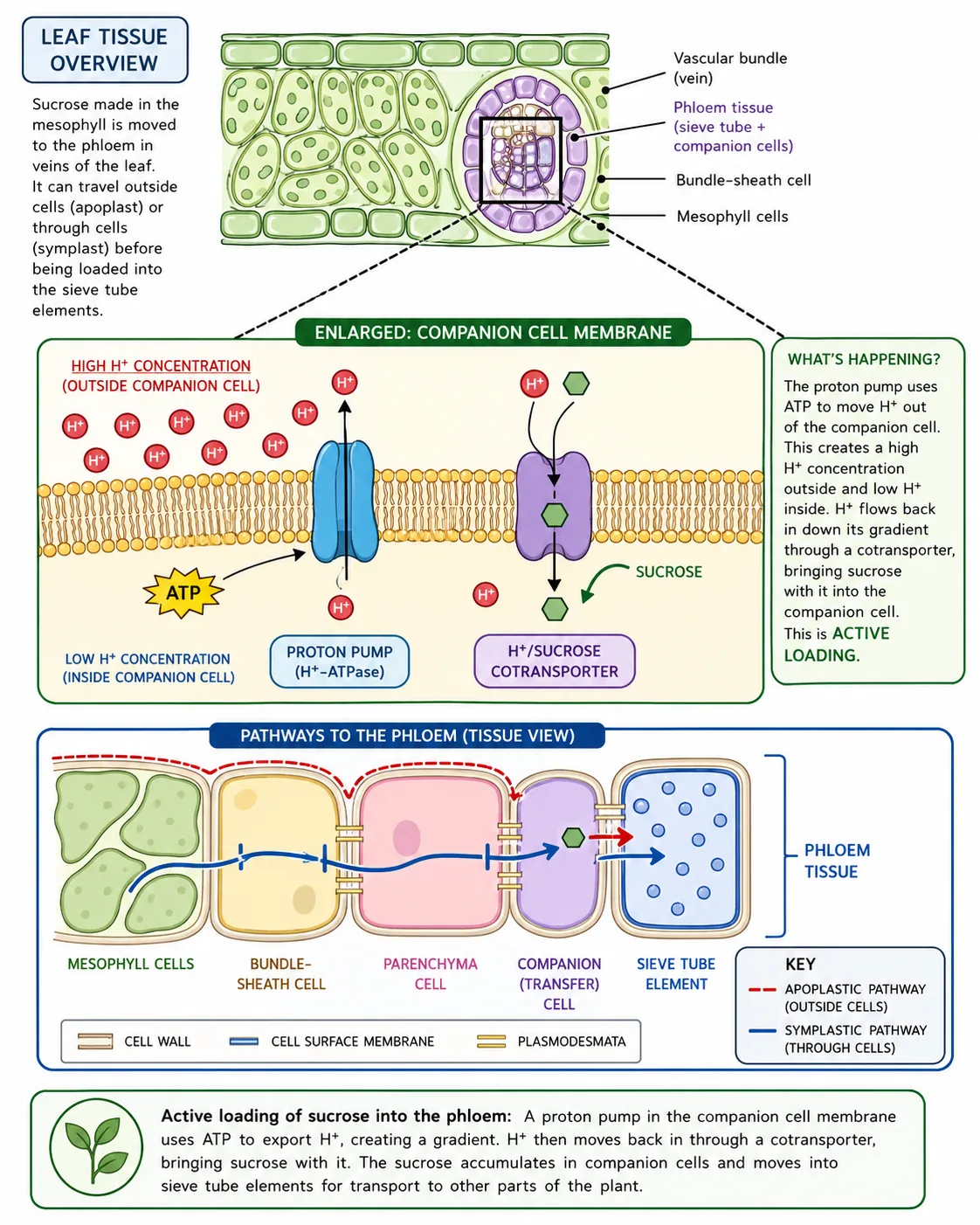 Active loading of sucrose into the phloem