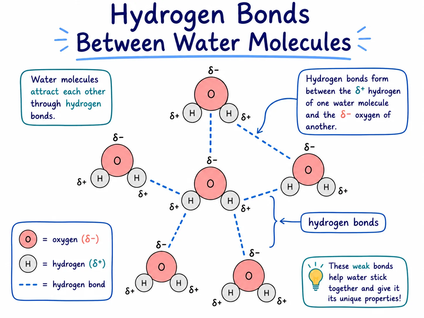 hydrogen bonding in water molecules