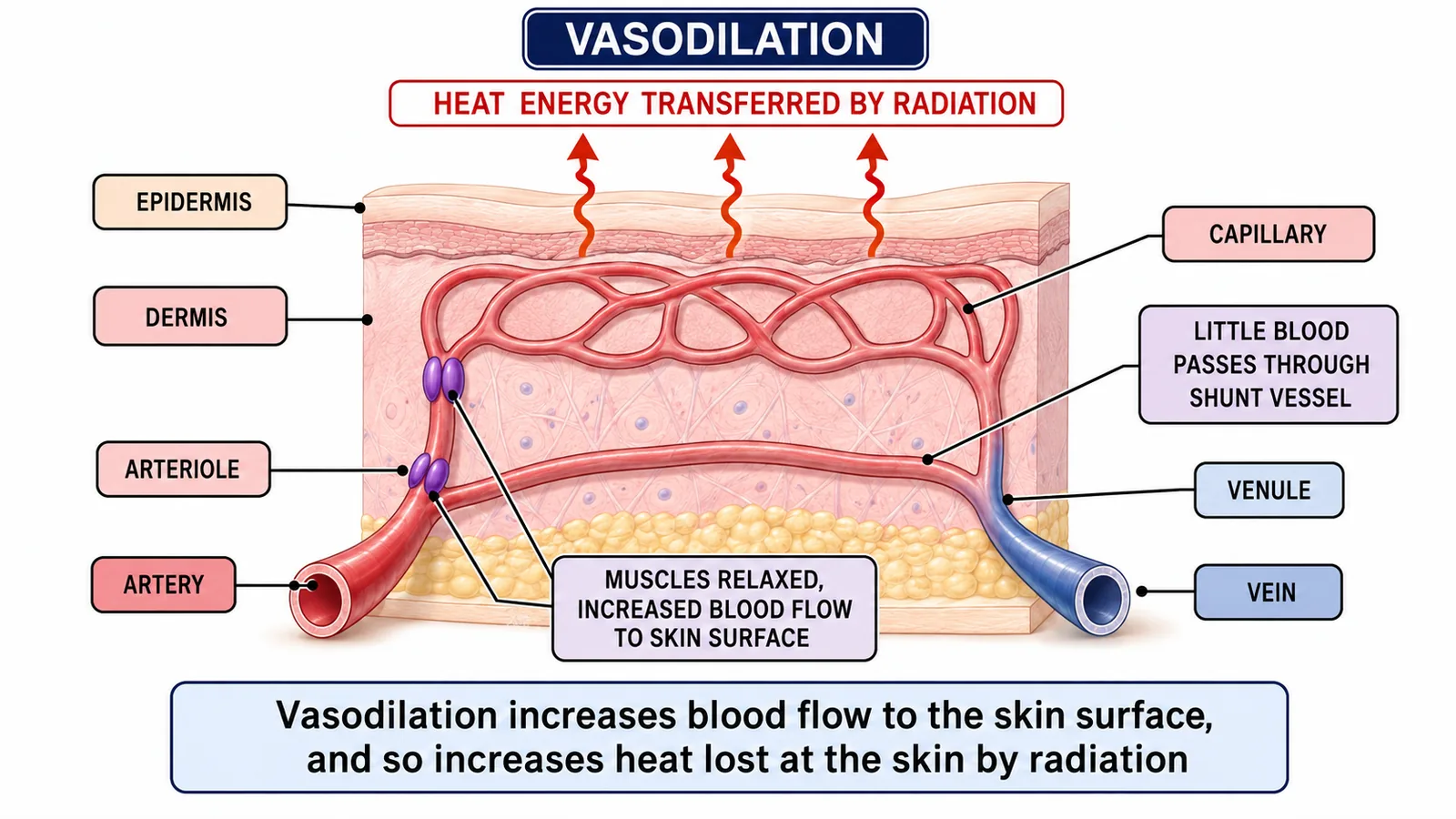 Vasodilation in skin increasing blood flow and heat loss