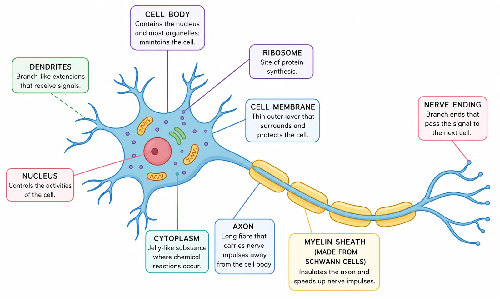 Neuron