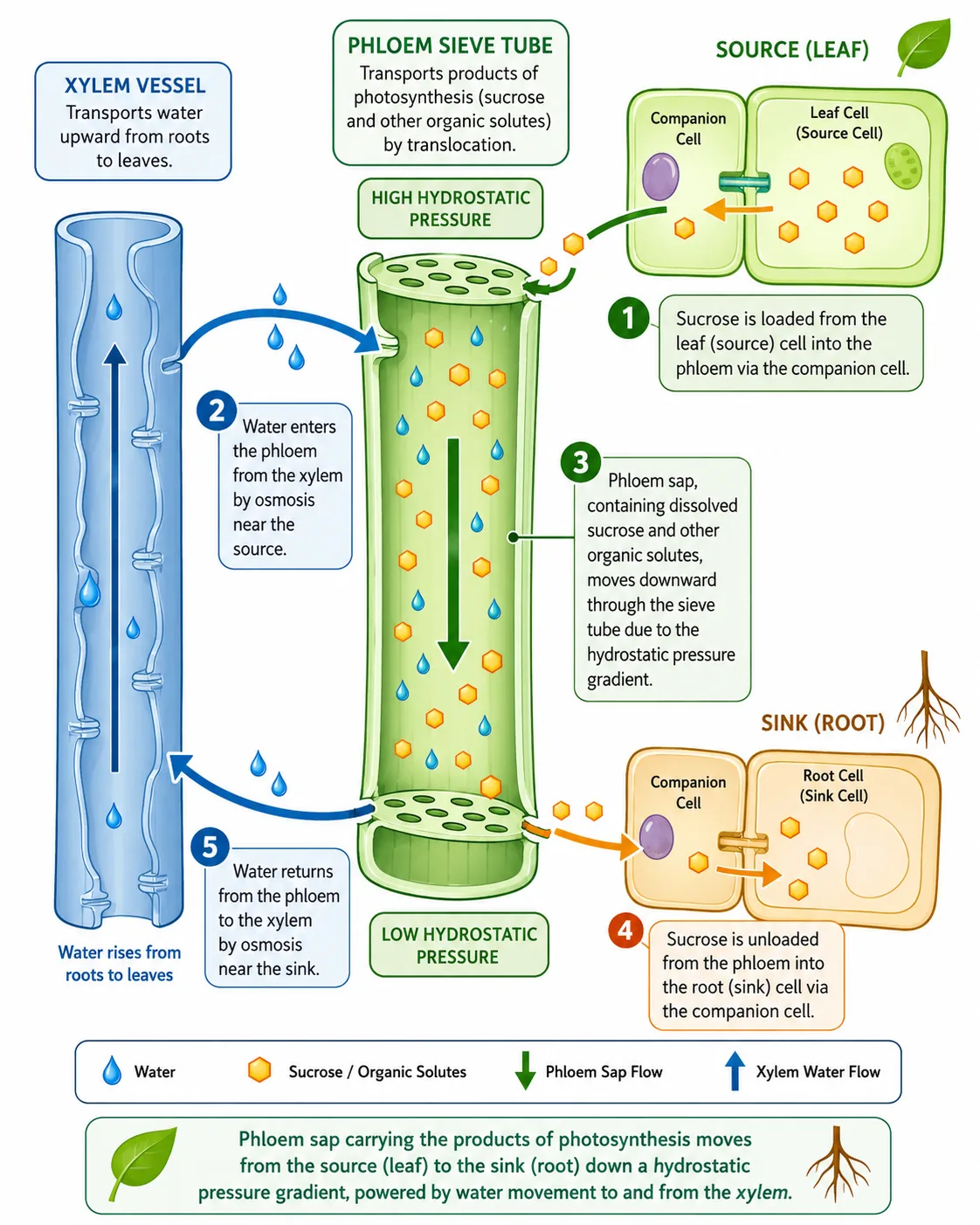 Phloem Translocation