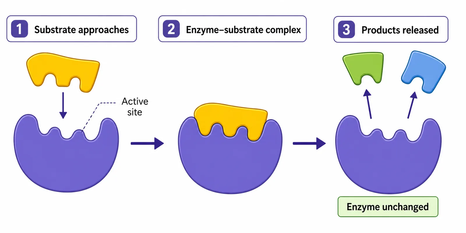 Enzyme Action — Interactive