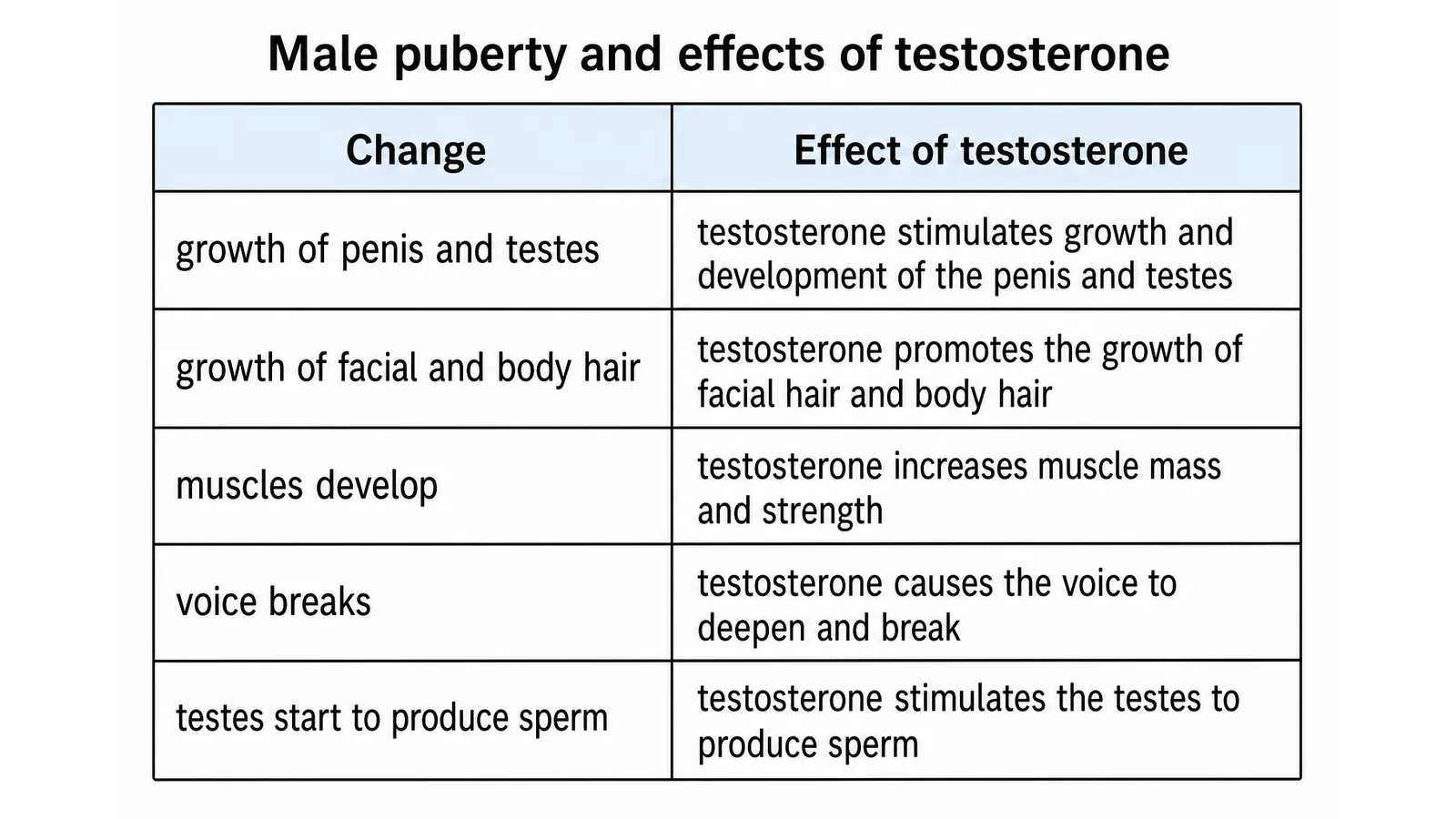 Male Puberty