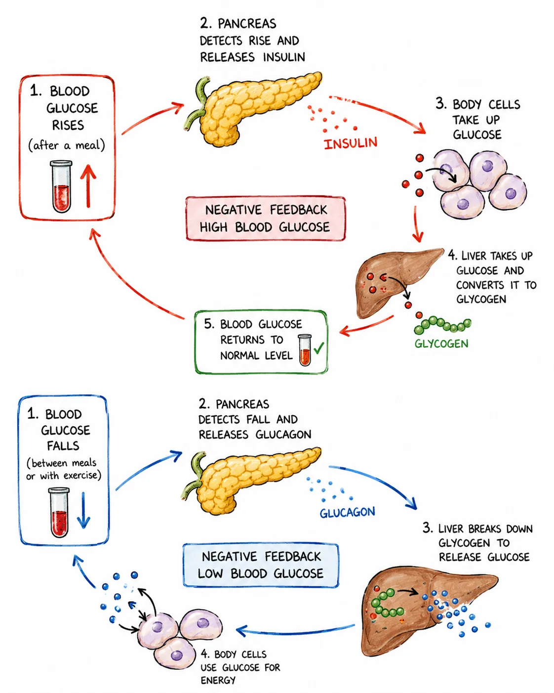 blood glucose regulation