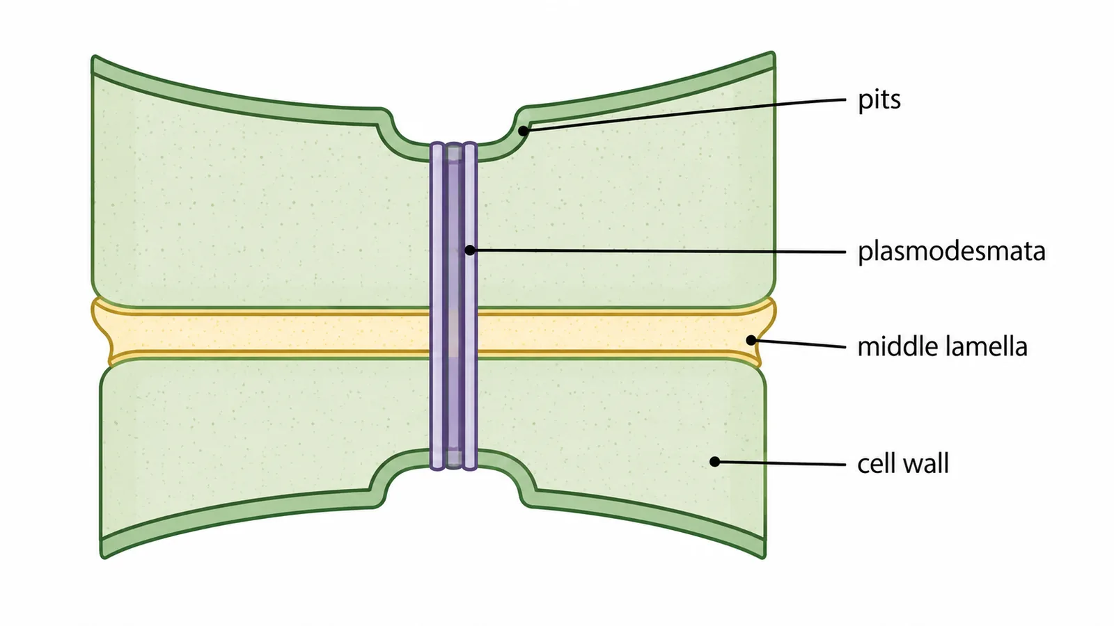 Plasmodesmata — Highways Between Plant Cells (Click-by-Click Lesson)
